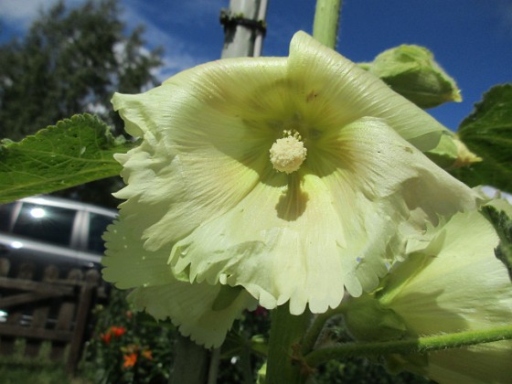 Stockros  
Årets första Stockros - Alcea Rosea Ficifolia                                 
2020-07-02 Stockros_0027  
Granudden  
Färjestaden  
Öland