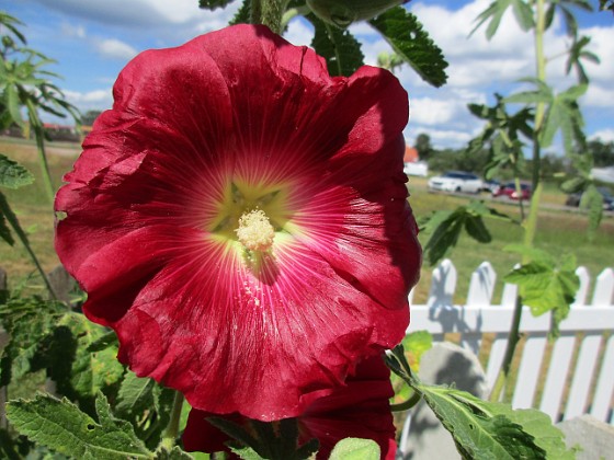 Stockros { Årets första Stockros - Alcea Rosea Ficifolia                                } 