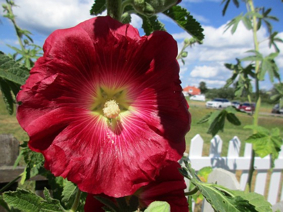 Stockros { Årets första Stockros - Alcea Rosea Ficifolia                                } 