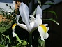 Iris Hollandica                                (2020-07-02 Iris_0004)