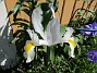 Iris Hollandica                                (2020-07-02 Iris_0006)