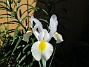 Iris Hollandica                                (2020-07-02 Iris_0016)