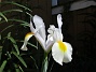 Iris Hollandica                                (2020-07-02 Iris_0018)