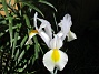 Iris Hollandica                                (2020-07-02 Iris_0019)