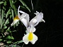 Iris Hollandica                                (2020-07-02 Iris_0022)