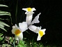 Iris Hollandica                                (2020-07-02 Iris_0025)