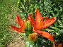                                 (2020-07-02 Liljor_0006)