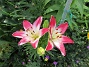                                 (2020-07-02 Liljor_0028)