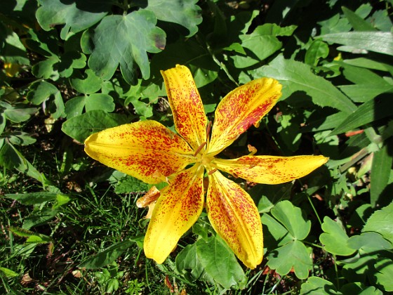 Lilja  
Lite sol gör denna Lilja ännu vackrare.                                 
2020-07-06 Lilja_0089  
Granudden  
Färjestaden  
Öland