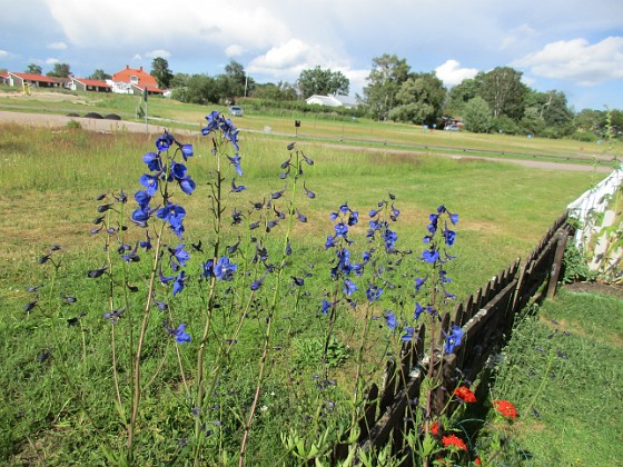 Praktriddarsporre  
                                 
2020-07-06 Praktriddarsporre_0059  
Granudden  
Färjestaden  
Öland