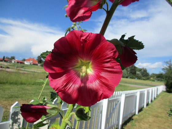 Stockros  
Mina Stockrosor verkar bli en aning klena i år. Det kan bero på den kyliga våren.                                 
2020-07-06 Stockros_0083  
Granudden  
Färjestaden  
Öland