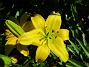  Det här är den sista helt gula Liljan som jag har kvar. Dessa ännu vackrare bilder är tagna under eftermiddagssol.                                (2020-07-06 Lilja_0110)
