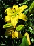  Det här är den sista helt gula Liljan som jag har kvar. Dessa ännu vackrare bilder är tagna under eftermiddagssol.                                (2020-07-06 Lilja_0111)