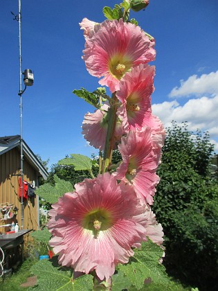 Stockros  
                                 
2020-07-16 Stockros_0097  
Granudden  
Färjestaden  
Öland