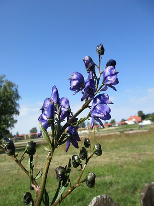 Stormhatt {  } 