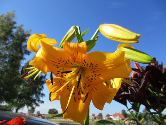 Lilja  
Yellow Bruse                                 
2020-07-18 Lilja_0010  
Granudden  
Färjestaden  
Öland