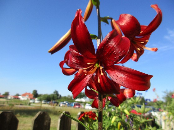 Lilja  
  
2020-07-18 Lilja_0026  
Granudden  
Färjestaden  
Öland