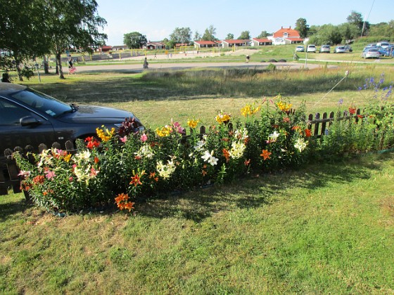 Liljor  
  
2020-07-18 Liljor_0085  
Granudden  
Färjestaden  
Öland