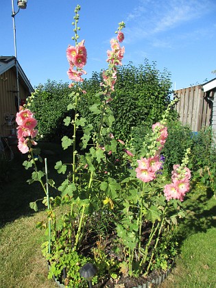 Stockros  
  
2020-07-18 Stockros_0077  
Granudden  
Färjestaden  
Öland