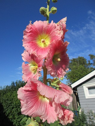 Stockros  
  
2020-07-18 Stockros_0079  
Granudden  
Färjestaden  
Öland