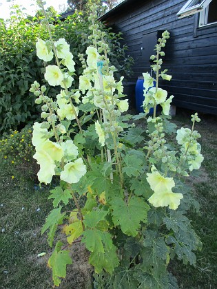 Stockros  
  
2020-07-18 Stockros_0088  
Granudden  
Färjestaden  
Öland