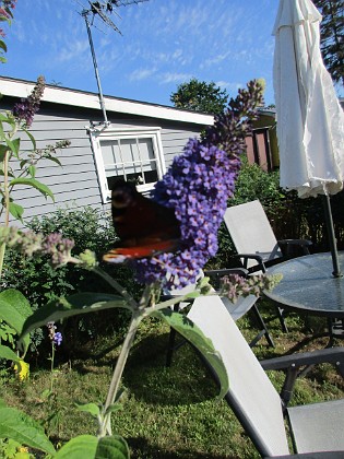 Syrenbuddleja { Lite oskarp bild men behöll den pga fjärilen :-) } 