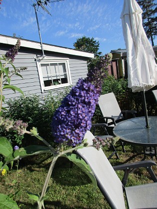 Syrenbuddleja 
Fjärilsbuske