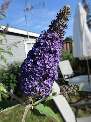 Syrenbuddleja { Fjärilsbuske                                } 