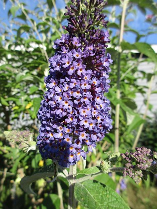 Syrenbuddleja