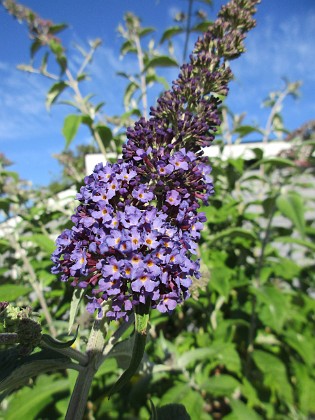 Syrenbuddleja { Fjärilsbuske                                } 