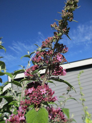 Syrenbuddleja { Fjärilsbuske                                } 