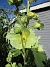  (2020-07-18 Gulros_0075)
