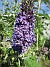 Syrenbuddleja