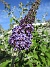 Syrenbuddleja  
Fjärilsbuske                                 
2020-07-18 Syrenbuddleja_0073