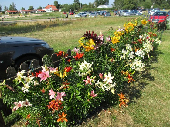 Liljor  
                                 
2020-07-19 Liljor_0037  
Granudden  
Färjestaden  
Öland