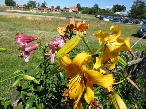 Lilja  
                                 
2020-07-25 Lilja_0165  
Granudden  
Färjestaden  
Öland