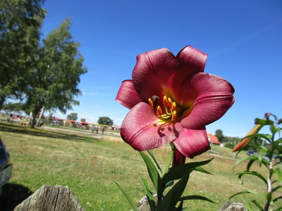 Lilja  
                                 
2020-07-25 Lilja_0189  
Granudden  
Färjestaden  
Öland