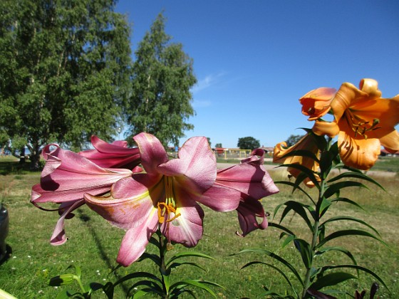 Lilja  
                                 
2020-07-25 Lilja_118  
Granudden  
Färjestaden  
Öland