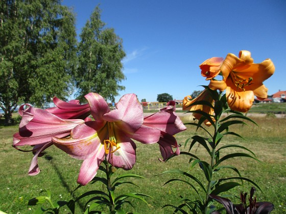 Lilja  
                                 
2020-07-25 Lilja_119  
Granudden  
Färjestaden  
Öland