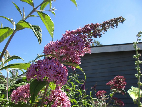 Syrenbuddleja {  } 