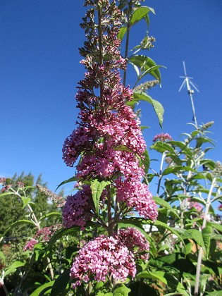 Syrenbuddleja 
                               