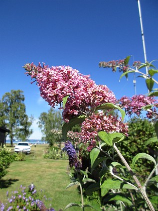 Syrenbuddleja 
                               