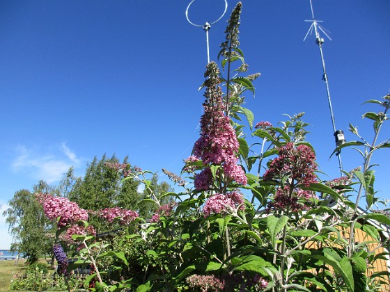 Syrenbuddleja {  } 