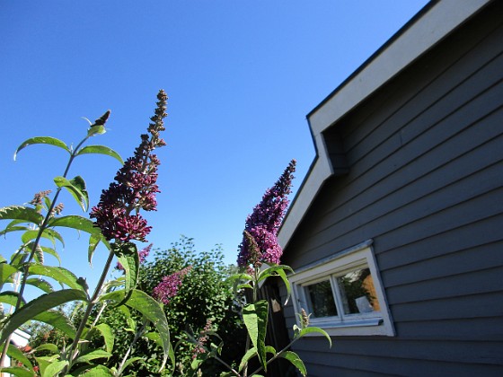 Syrenbuddleja