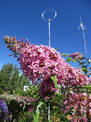 Syrenbuddleja {  } 