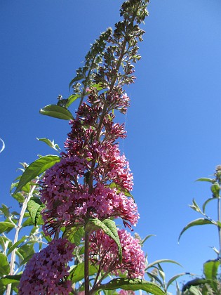 Syrenbuddleja {  } 