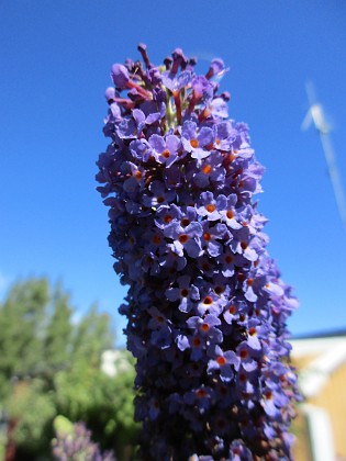 Syrenbuddleja {  } 