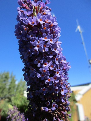 Syrenbuddleja 
                               