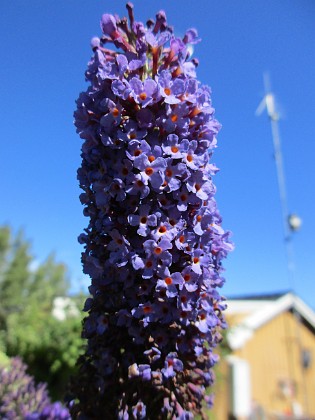 Syrenbuddleja