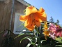                                 (2020-07-25 Lilja_105)